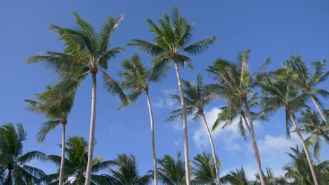 Palmeras-De-Coco-Con-Fondo-De-Cielo-Azul