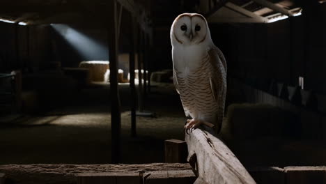 barn owl perched in a dark barn