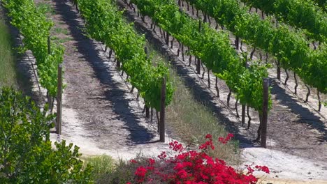 vineyards of the southern cape