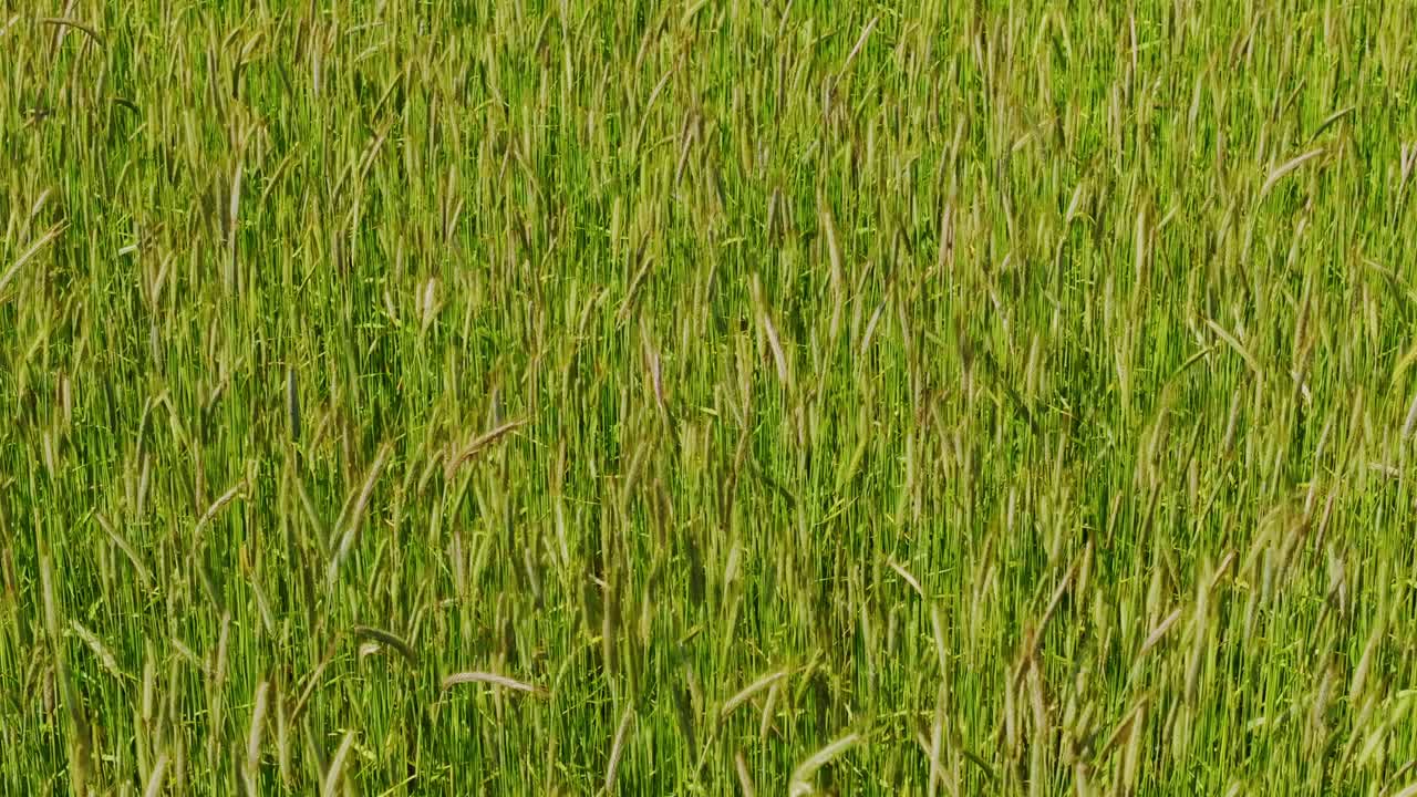 Scena al rallentatore di grano che ondeggia al vento, metafora agricola e globale