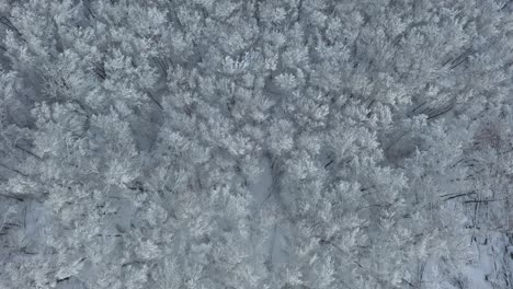 top down aerial view flying over snow covered forest and tree crowns during winter in bavaria, germany