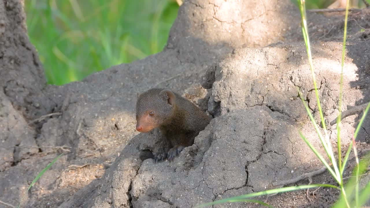 Small Mongoose Peeking from Burrow