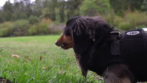 dachshund sausage dog eating grass at a park