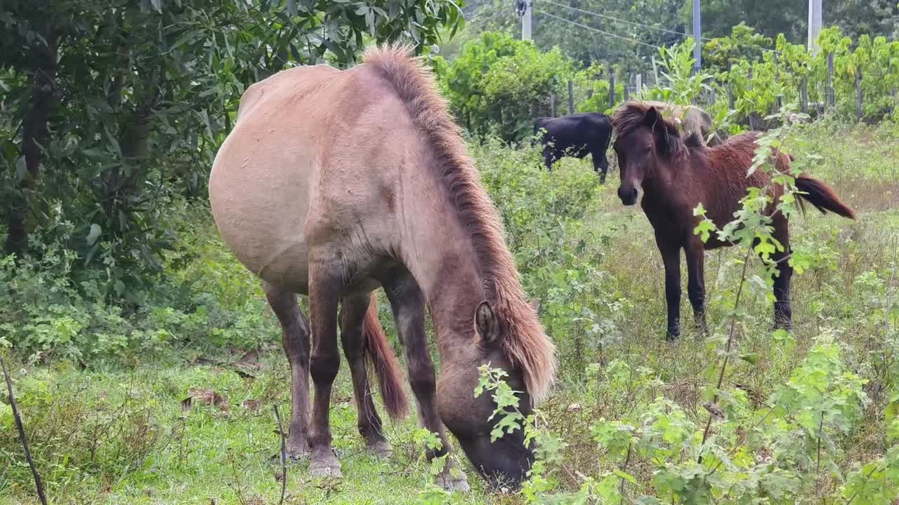 caballos pastando en un campo