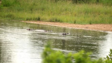 Nilpferde-Schwimmen-In-Freier-Wildbahn