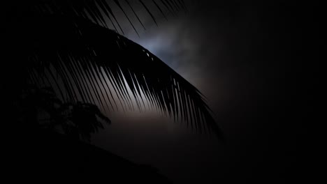 long palm tree leaf reaches into the spot lit moonlight as dark clouds pass by overhead on a spooky eerie halloween night time