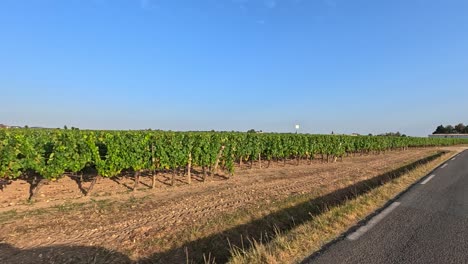 un camino pintoresco de viñedos que conduce a un granero