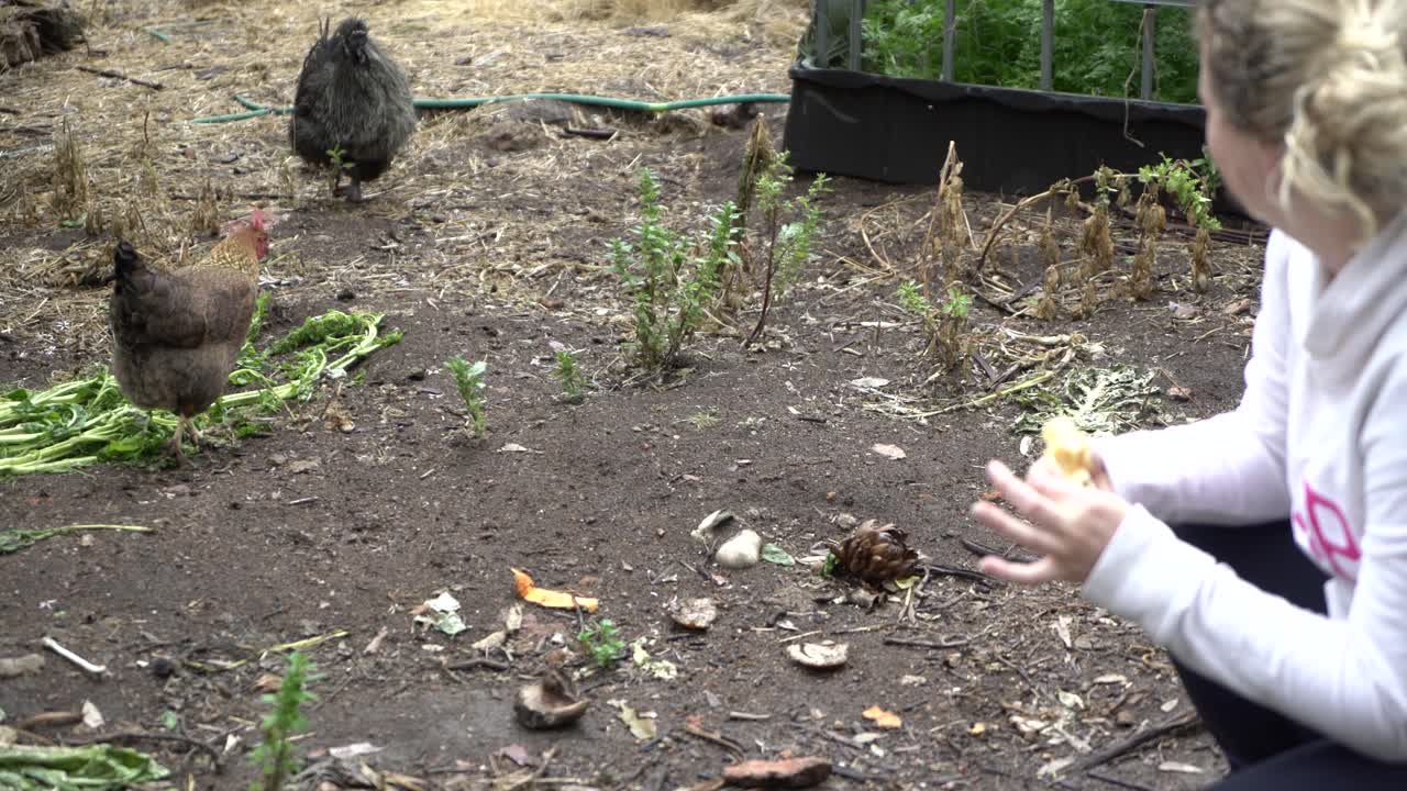 Blonde woman feeding an apple to backyard farm chickens with healthy vibrant colours