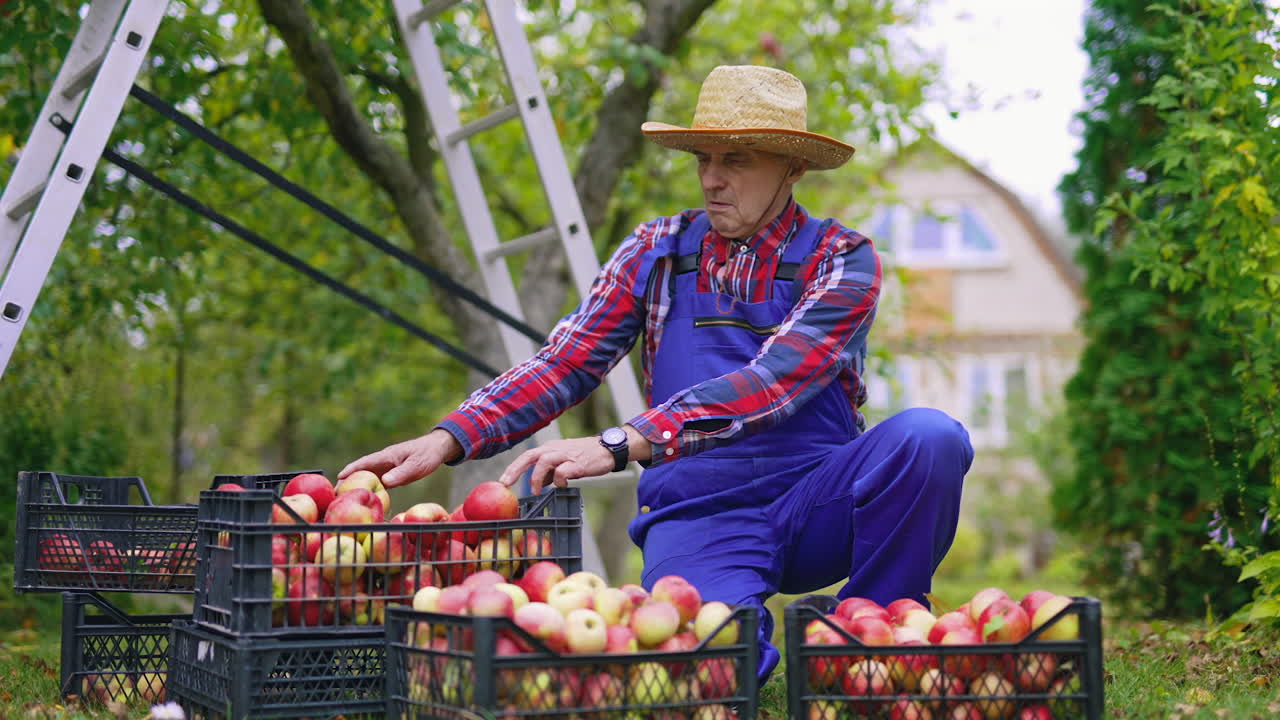 Gardener holding busket full of apples. Farmer working with fresh fruits.