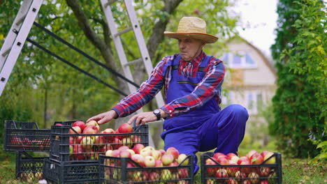 gardener holding busket full of apples. farmer working with fresh fruits.