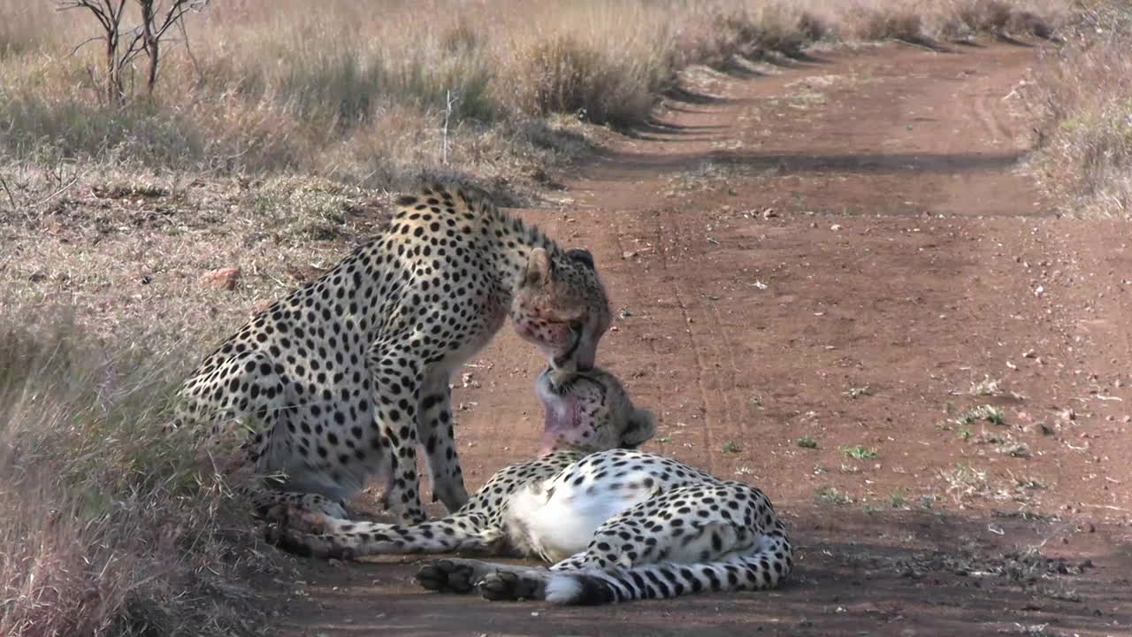 guepardos saludándose unos a otros lamiendo, comportamiento de animales peligrosos, cerrar