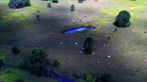 Extensas-Tierras-De-Cultivo-Con-Animales-Criados-Pastaban-En-Campo-Abierto-A-Corta-Distancia-En-La-Ciudad-De-Brisbane,-Queensland,-Australia