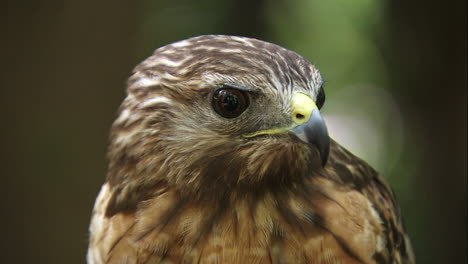 close up shot of red tailed hawk