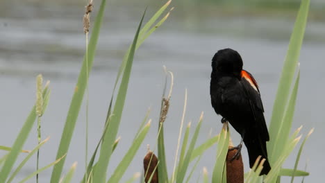 Red-winged-Blackbird-grooms-plumage-while-perched-on-cattail-reed