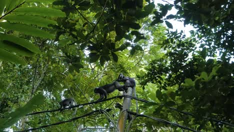 familia de monos de hoja oscura en casa entre los árboles del bosque de penang