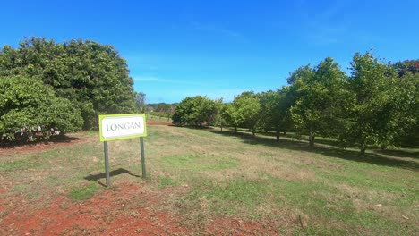 Plantage-Von-Longan-Bäumen-In-Hawaii