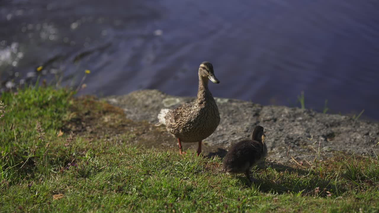 Mamma anatra con anatroccolo sulla riva erbosa del fiume, entrambi che guardano verso l'acqua.