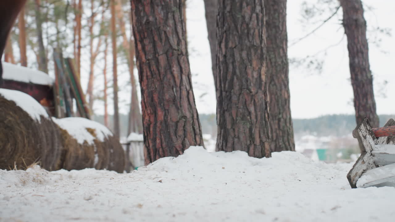 말굽이 서리가 내린 숲 바닥을 활보하고, 소나무들 사이로 눈 위를 걷는 말발굽을 자세히 보여주며, 겨울 소나무 숲 아래에서 발굽의 움직임과 눈의 흔적을 가까이에서 담아냅니다.