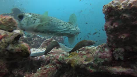 pufferfish and moray eel swim in slow motion