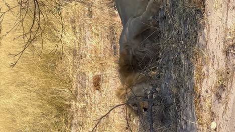 Vertikal---Männlicher-Löwe-Und-Weiblicher-Löwe-Liegen-Unter-Einem-Baum-In-Savuti,-Botswana