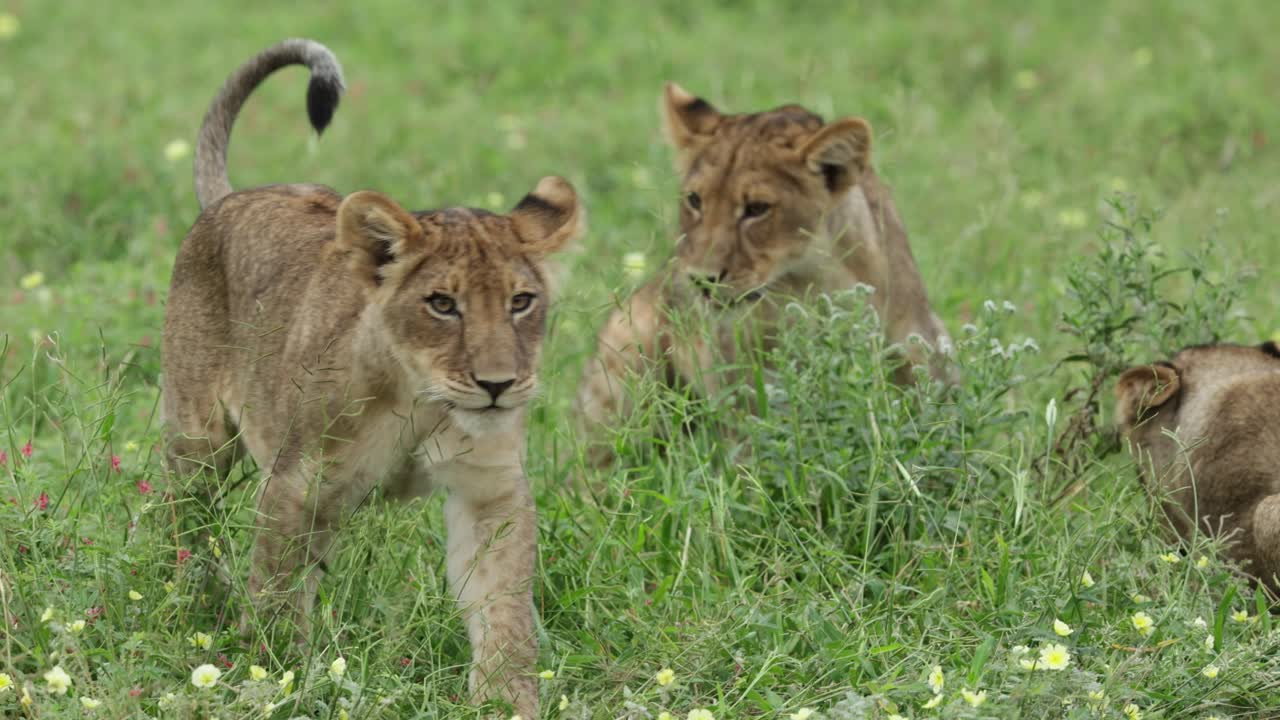 Medium shot of cute mischievous lion cubs playing, Mashatu Game Reserve.