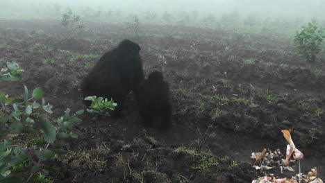 un gorila de montaña adulto y un bebé caminan hacia la niebla