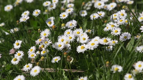 patch of daisies in green grass lawn during spring