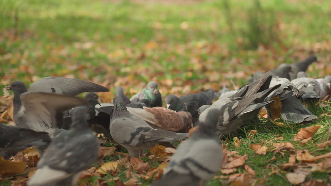 Efterårsparkens duer fodrer på faldne blade; nærbillede af en blid floks familiedynamik med voksne, der hakker og flagrer. Varme toner, blødt lys, en fælles samling og subtil vingebevægelse.