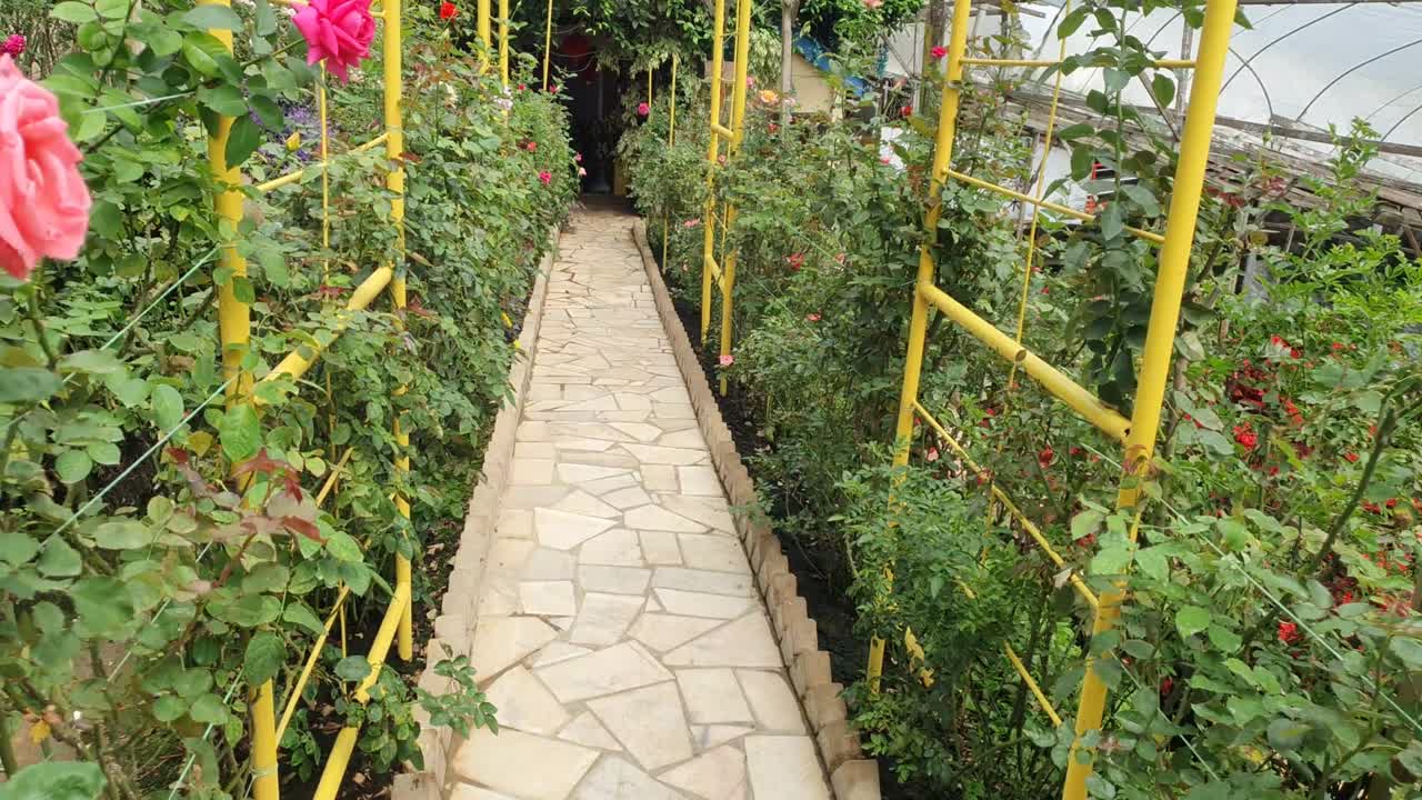 las hermosas flores y camas de hierba de cameron highlands, malasia.