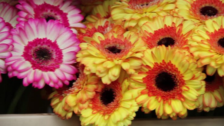 pasar por flores rosadas y amarillas