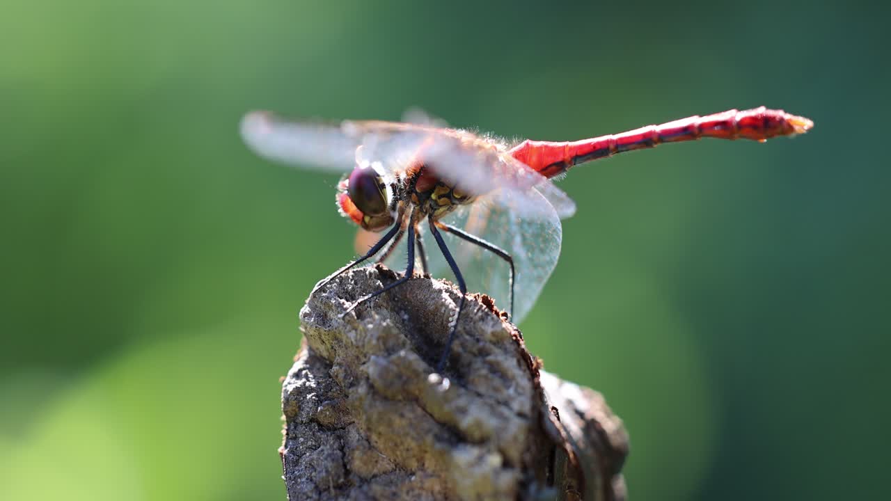 tomada macro que muestra a la libélula salvaje disfrutando de la luz solar en la naturaleza - insecto majestuoso en el desierto, de cerca