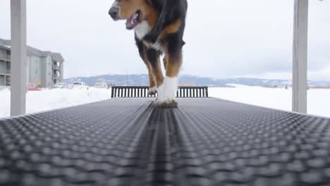 Close-Up-of-Dog-Legs-on-a-Table