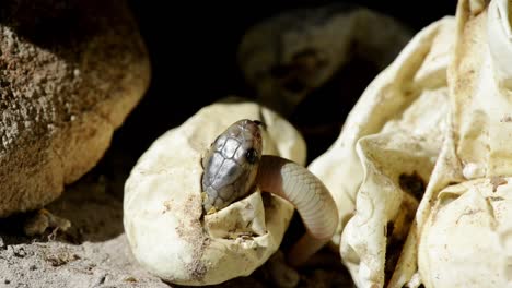 close up of a hatchling cape cobra emerging from it's egg, close up