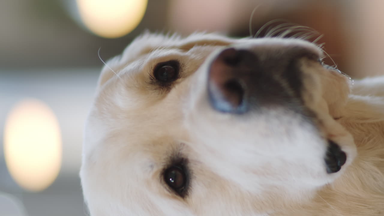 골든 리트리버 의 클로즈업