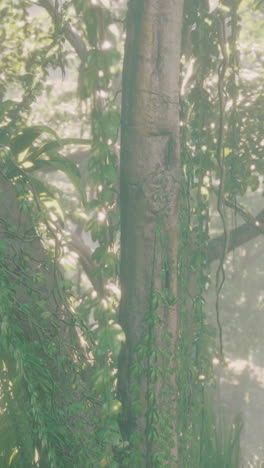 dense jungle with sunlight filtering through the canopy