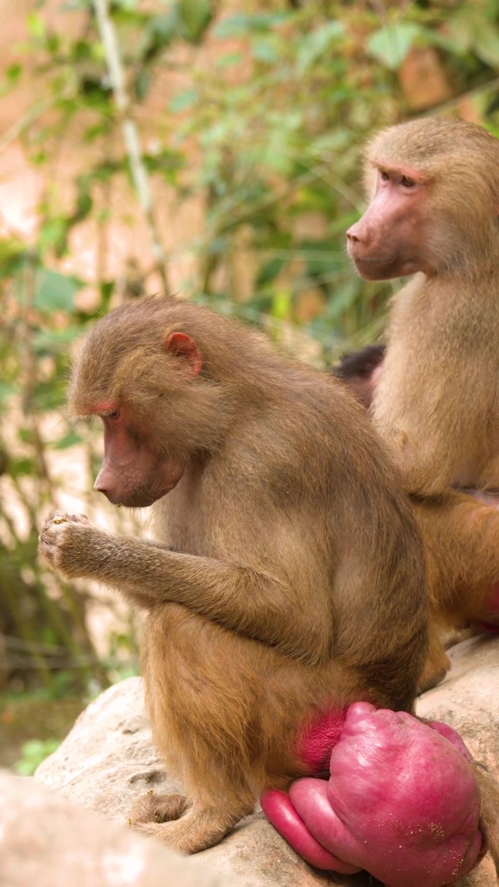A Hamadryas baboon sits on a rock, grooming its hands while another baboon sits nearby