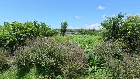 slow panoramic view of lush green countryside