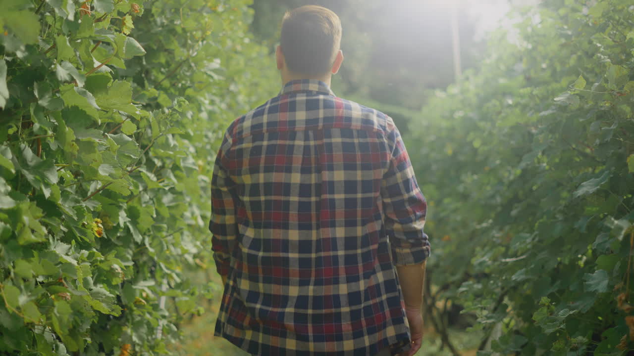 Man walking through a vineyard
