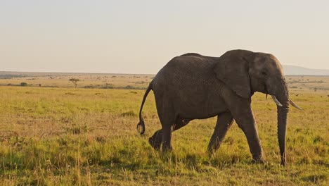 Slow-Motion-of-African-Elephant,-Africa-Wildlife-Animals-in-Masai-Mara-National-Reserve,-Kenya,-Steadicam-Gimbal-Tracking-Shot-Following-Elephants-Walking-in-the-Savanna-in-Maasai-Mara