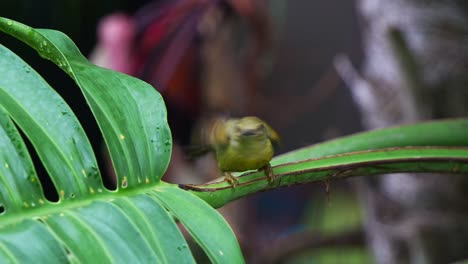 un hermoso pájaro sol femenino posado en el pecíolo de la hoja, jugando con el agua, moviendo su cola, bañándose y limpiando sus plumas antes del anochecer, tiro de cerca