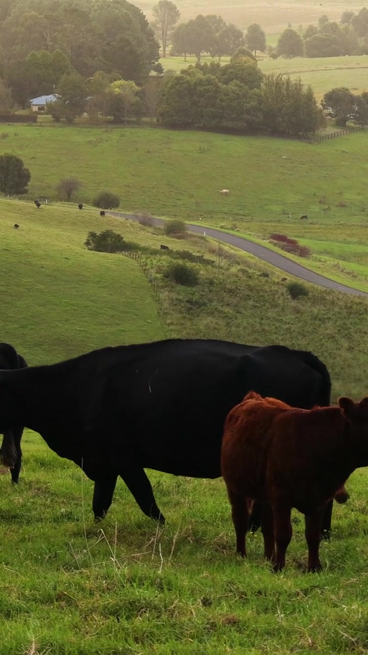 Mucche marroni e nere pascolano pacificamente su dolci colline verdi in un paesaggio rurale nebbioso