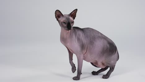 sphynx cat portrait