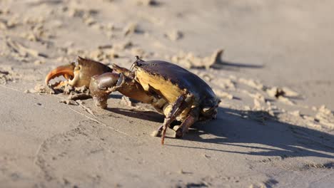 a mud crab moves across a sandy beach, casting shadows in the warm sunset light, approaching water