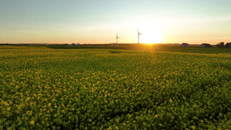 aerial view of a rapeseed field at sunset with wind turbines in the background
