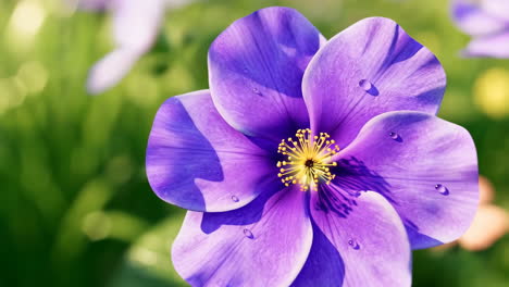 close-up of a vibrant purple flower with water droplets