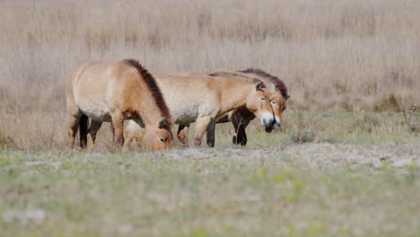 group of wild przewalski horses grazing and standing prairie