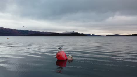 Low-Angle-Pan-Around-Seagull-on-Buoy