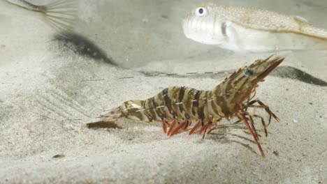 vista submarina única en perspectiva de un gran langostino que muestra el comportamiento animal al caminar sobre el fondo del océano mientras los peces pasan