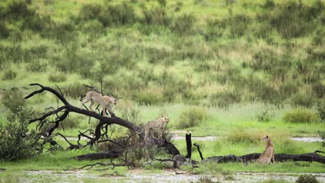 Hermosa-Toma-Amplia-De-Dos-Cachorros-De-Guepardo-Jugando-En-Un-árbol-Caído-Con-Su-Madre-Sentada-En-La-Hierba-Mirándolos,-Parque-Transfrotnier-Kgalagadi