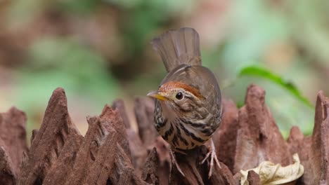 camera zooms out as this bird looks around, puff-throated babbler or spotted babbler pellorneum ruficeps, thailand